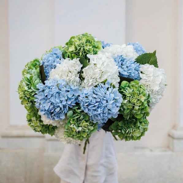 HORTENSIA BLEU