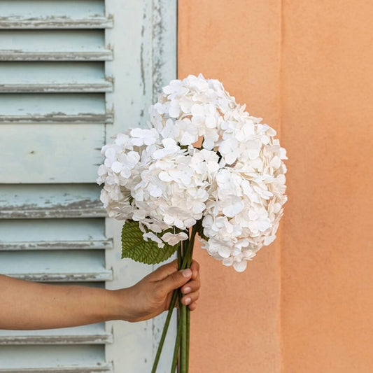HORTENSIA BLANC