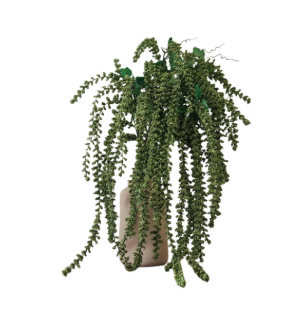 FLEUR AMARANTHE VERTE