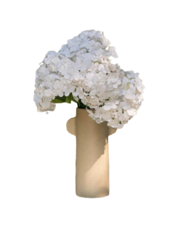 HORTENSIA BLANC