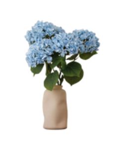 HORTENSIA BLEU