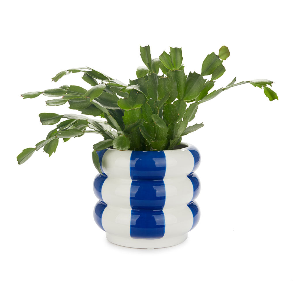 POT À RAYURES BLEU